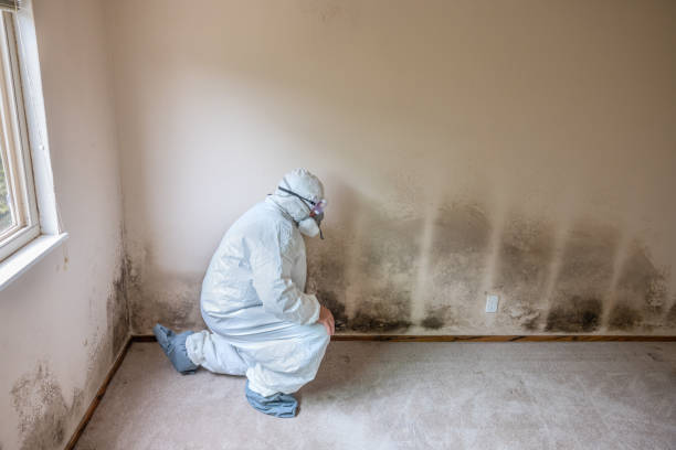 Biohazard Mold Removal in Dallastown, PA